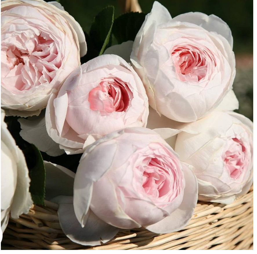 Earth Angel Parfuma 4 Potted Rose
