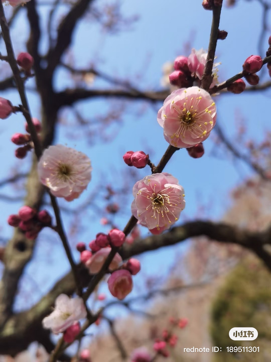 Prunus mume 'Kou Ban Da Hong'