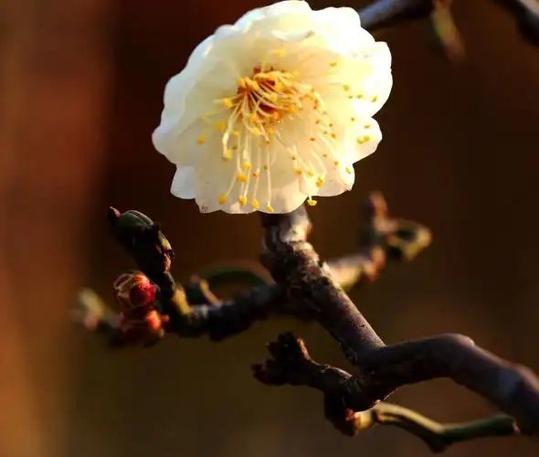 Prunus Mume 'Longyou Mie' 龙游梅