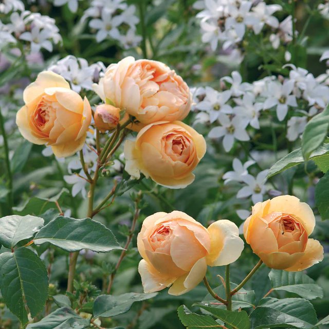 Rose 'Jude the Obscure' 无名的裘德