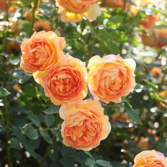 Rose 'Lady of Shalott' 夏洛特夫人