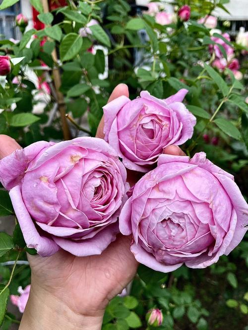 Rose 'Spirit of Freedom' Climbing Rose 自由精神
